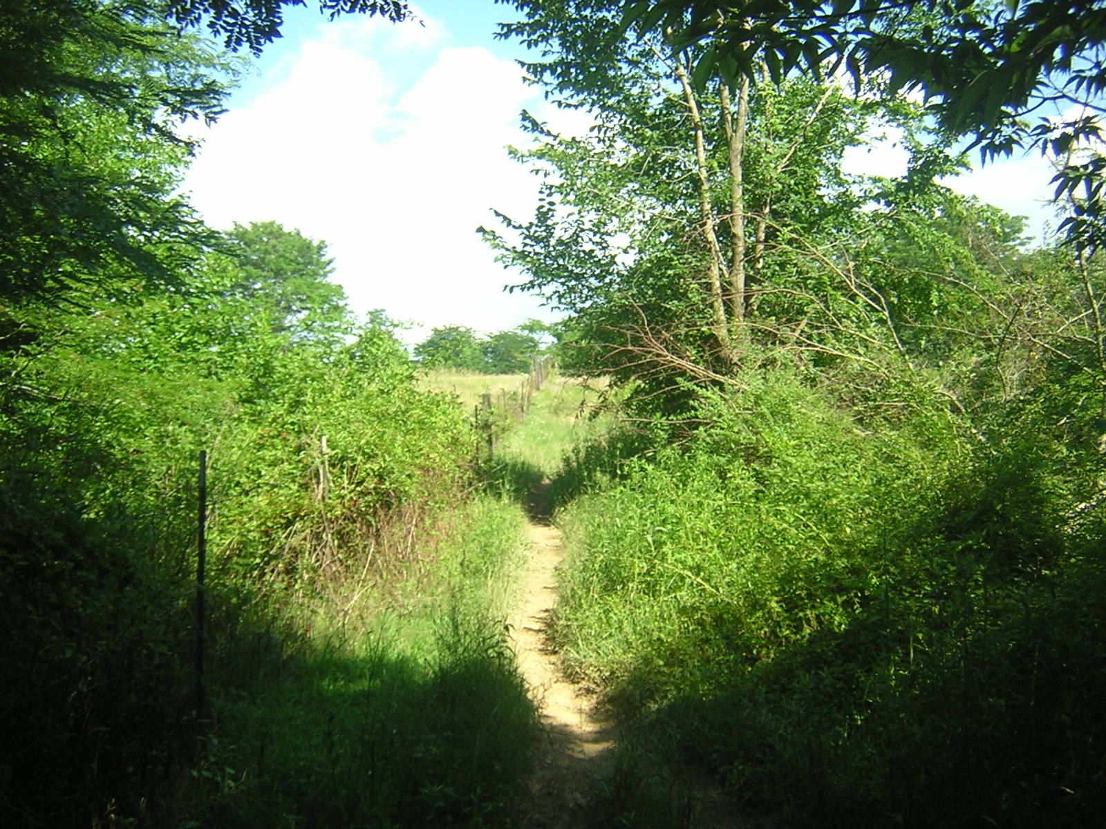 a dirt path going through a wooded area