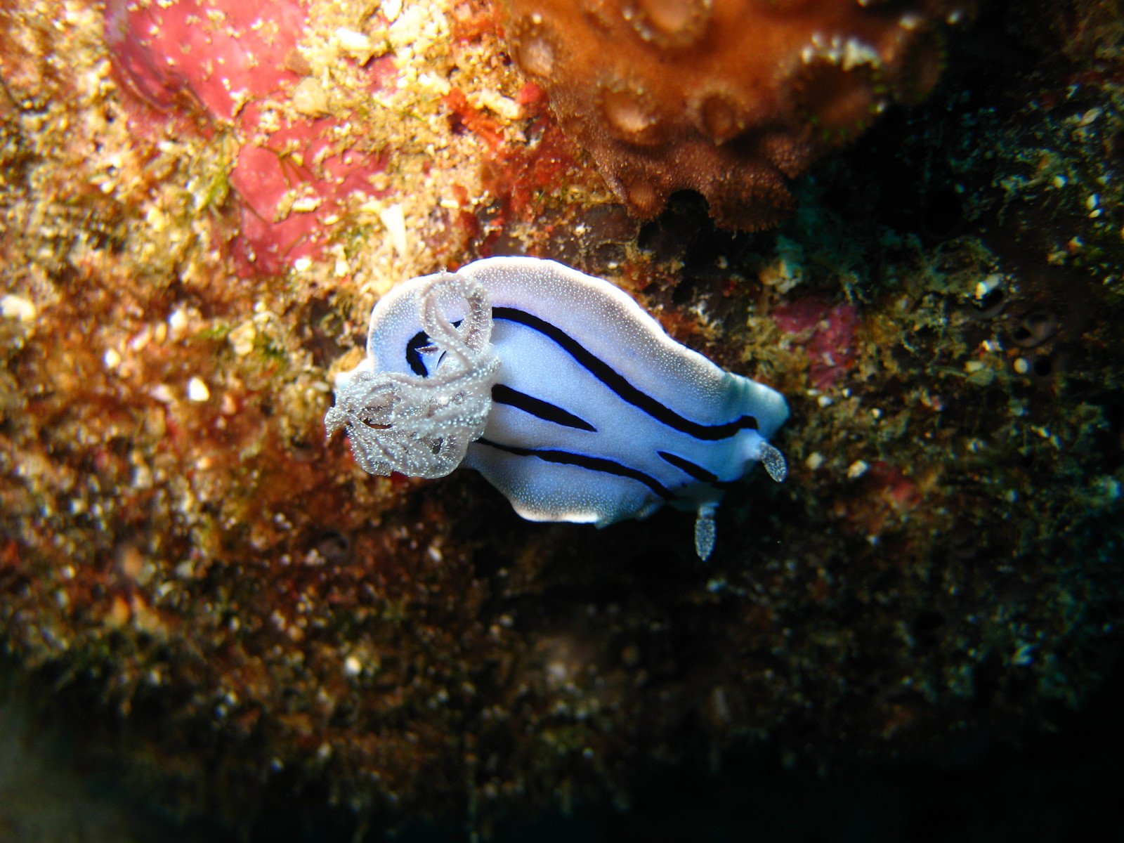 an animal that is sitting on a reef
