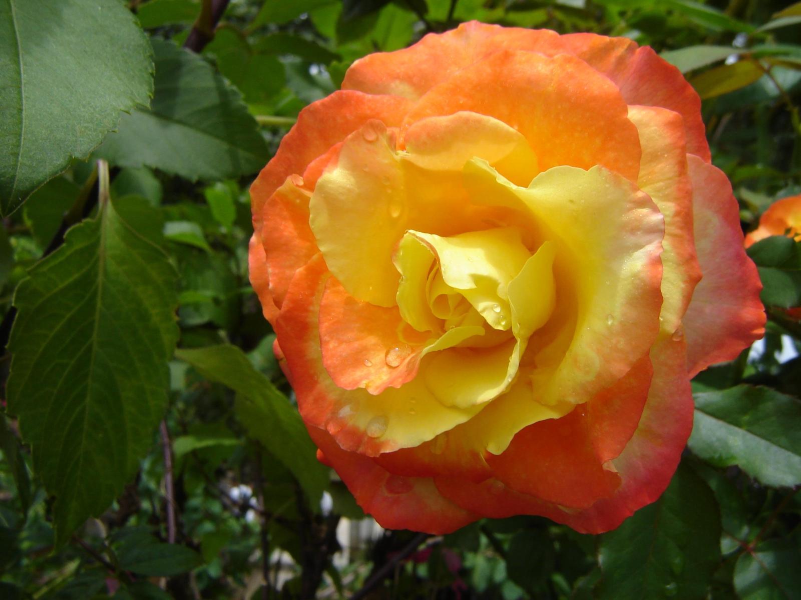 the yellow and orange rose has drops of water on it