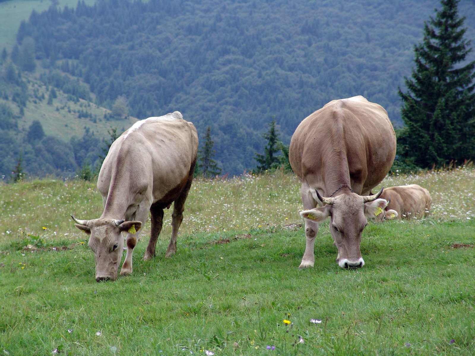 cows graze in the grass on the top of a hill