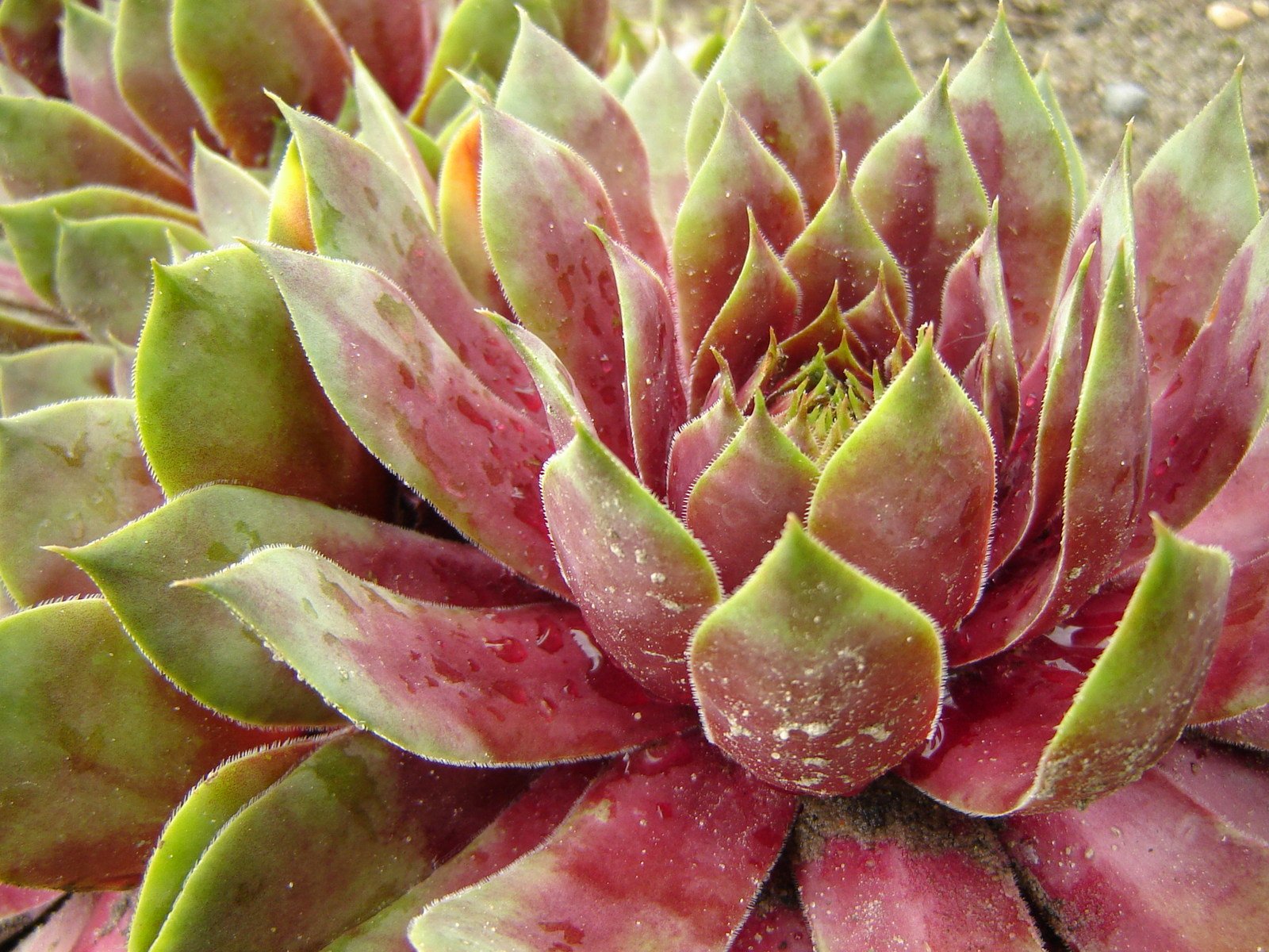 a close up of a plant with green and red leaves