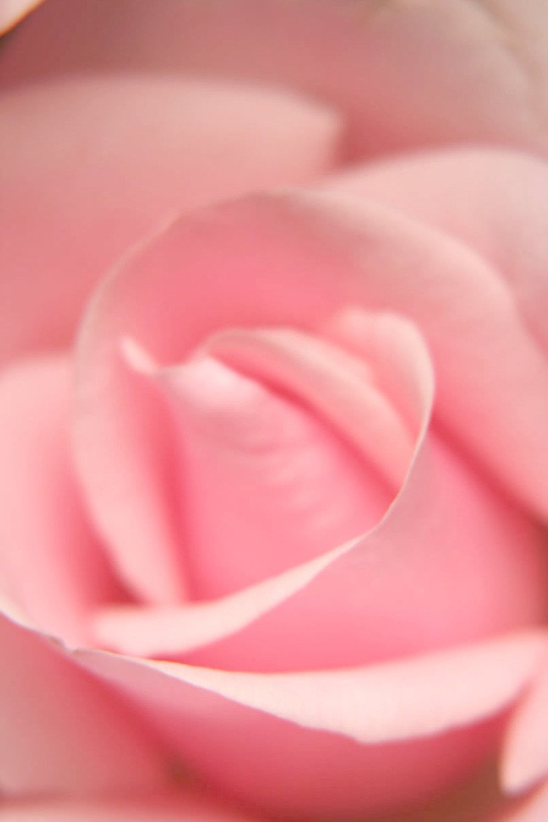 the center of a pink flower that is close up