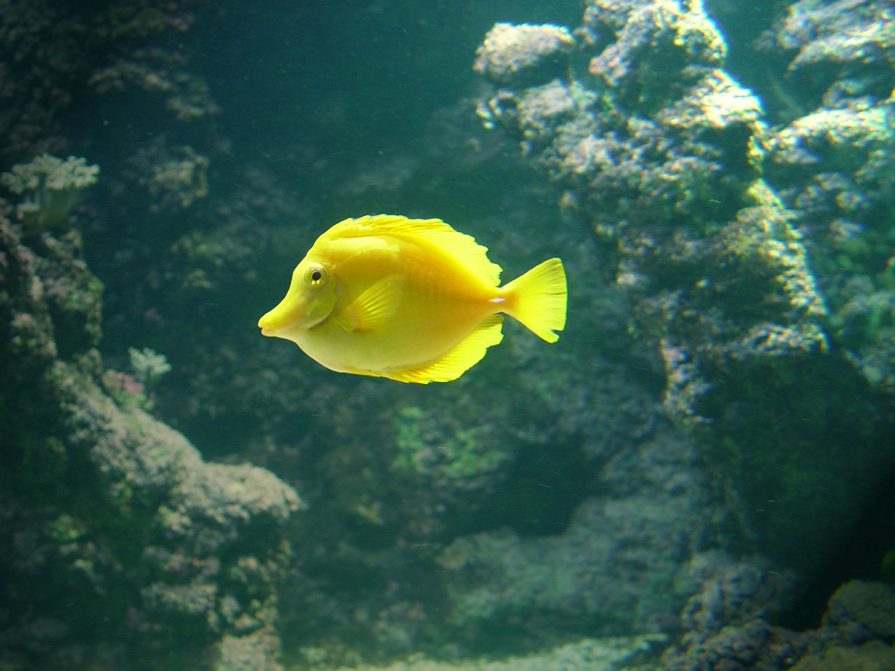 yellow fish swims underwater amongst algae in an aquarium