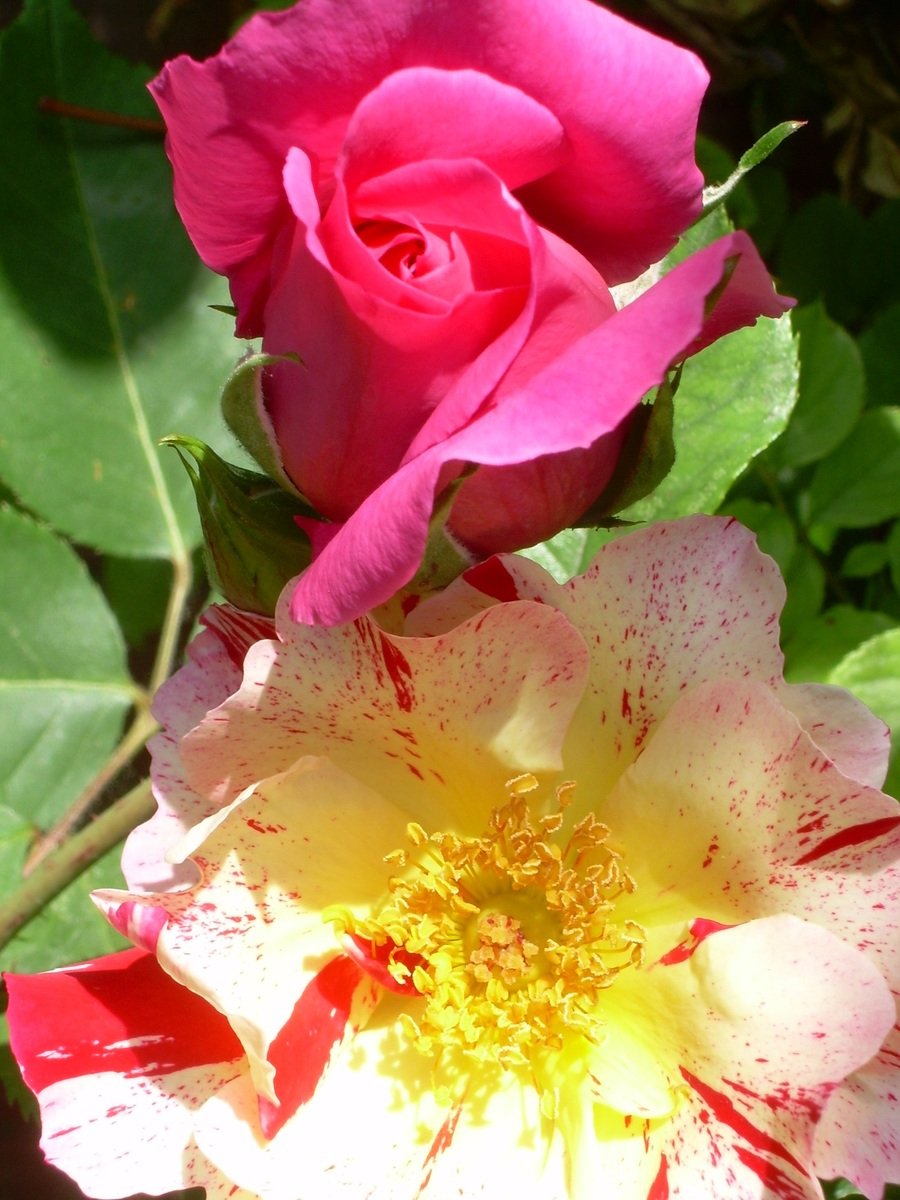 two roses, both red and yellow with a white center