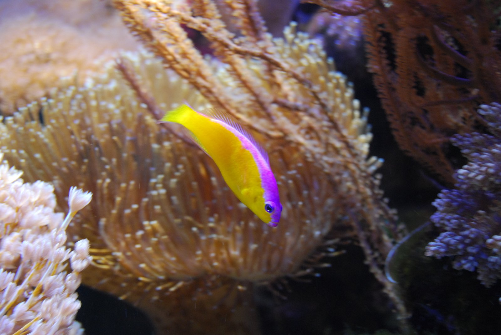 a colorful clown fish in the water amongst corals