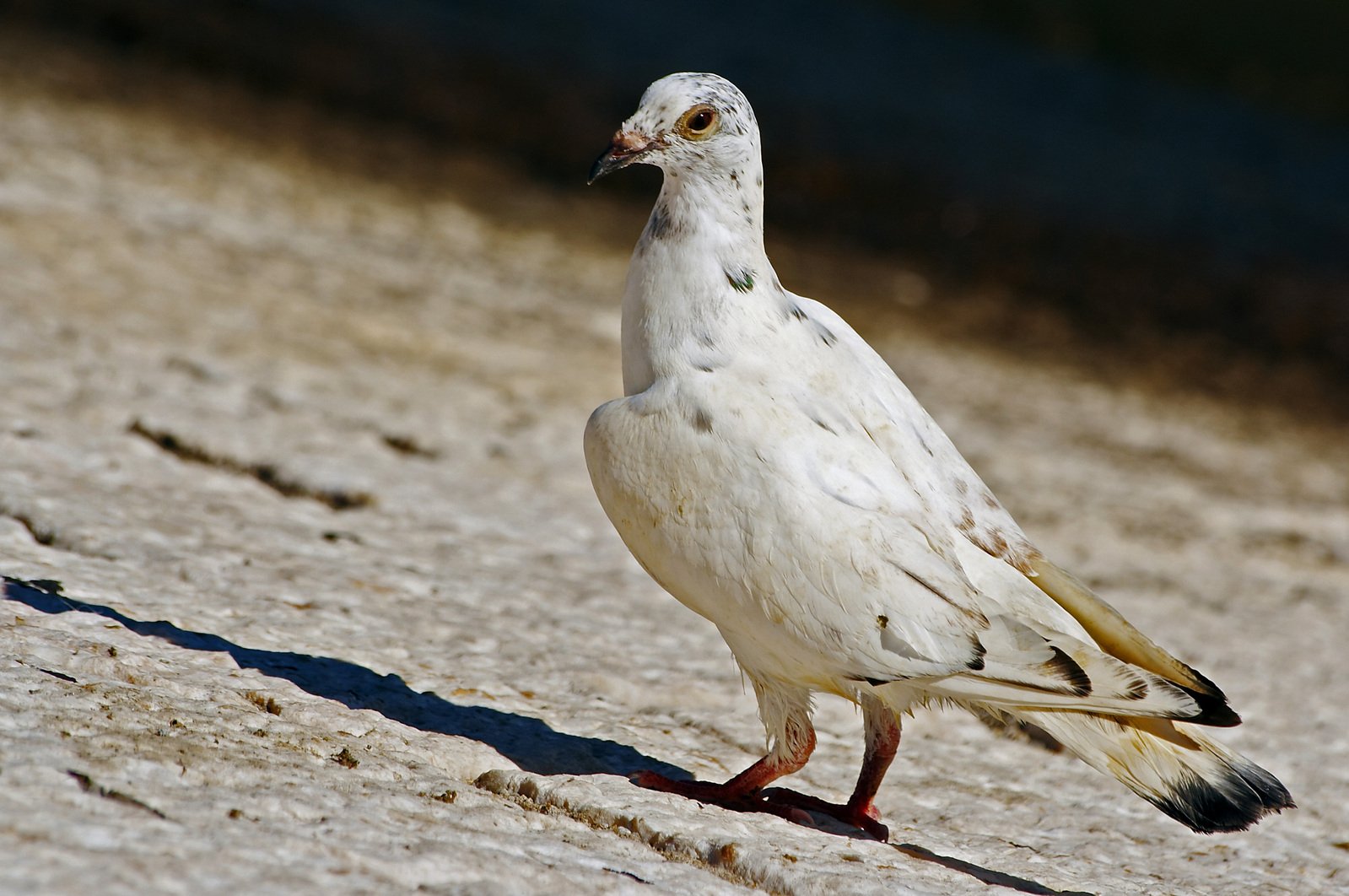 a close up of a white pigeon with brown legs