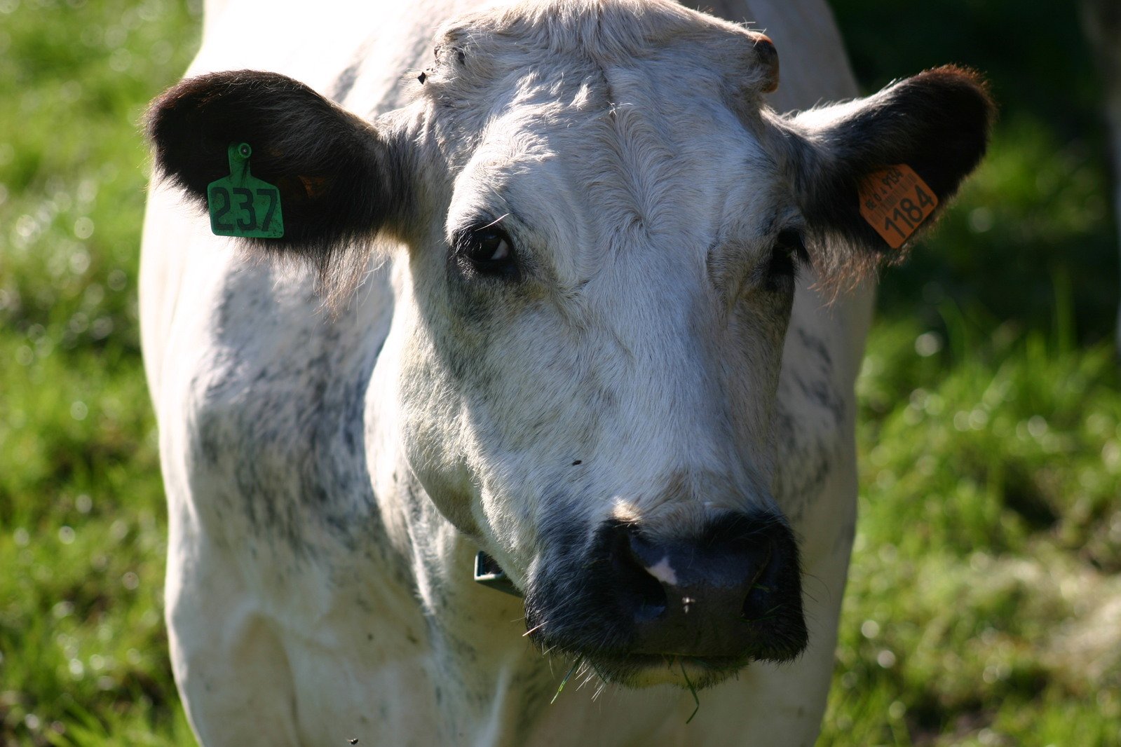 a cow with a tag in his ear stands in the grass