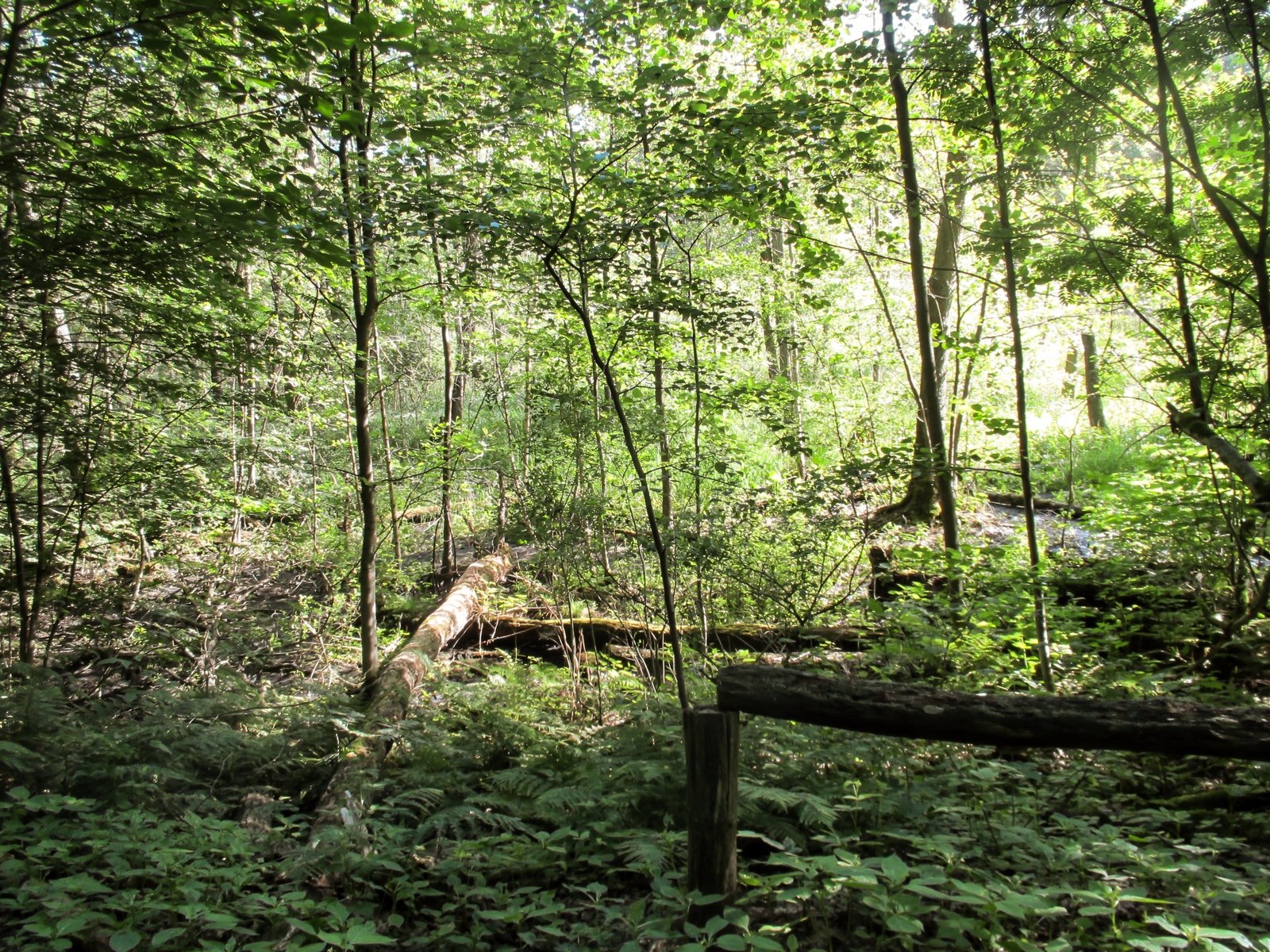 a forest with green trees and lots of leaves