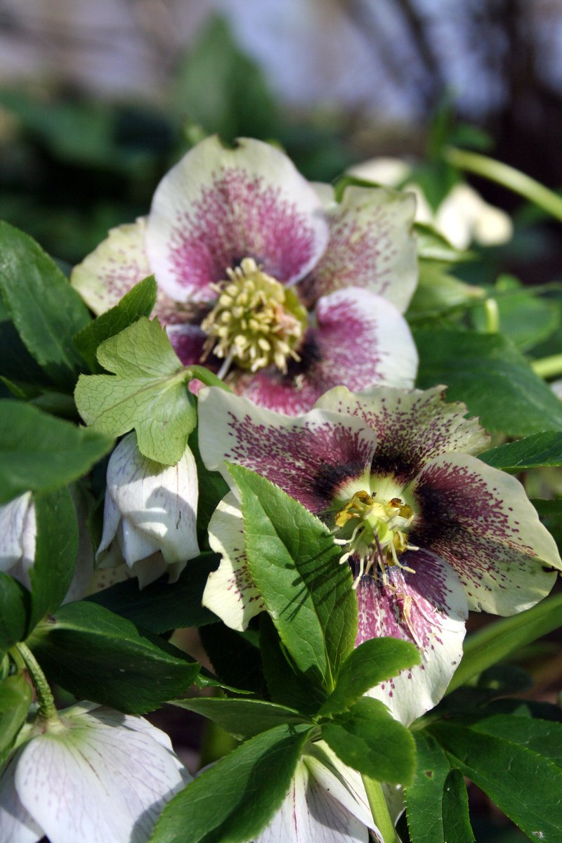 a couple of flowers are in the middle of some plants