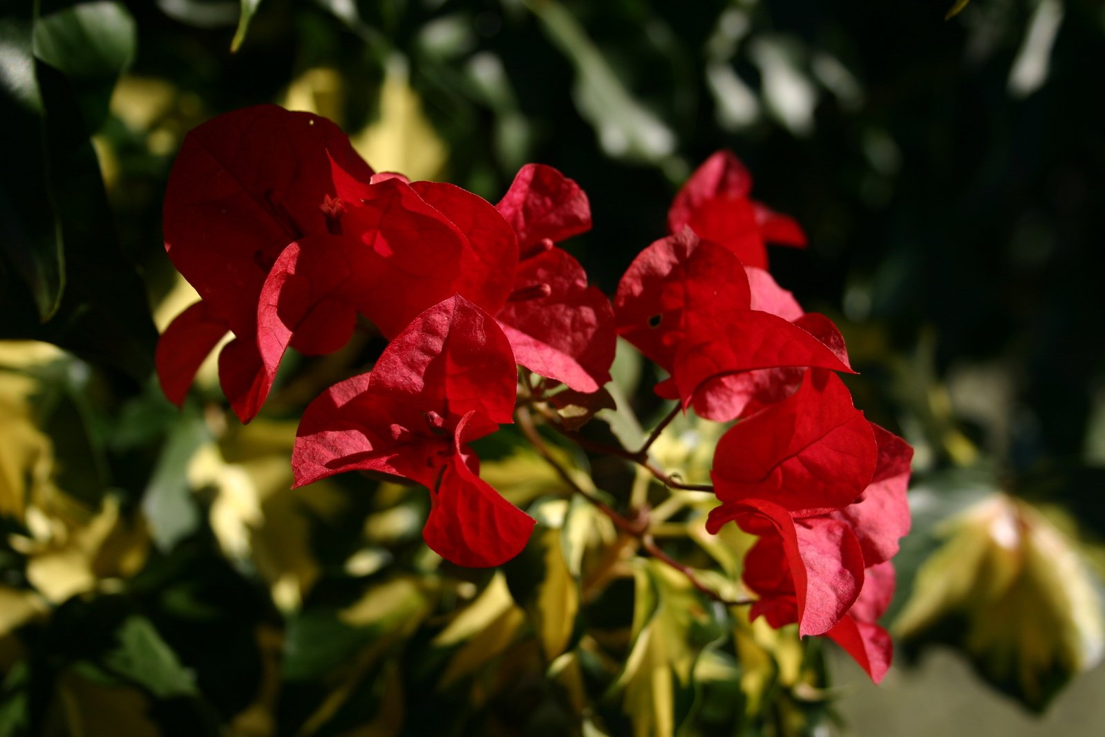 the red flowers have bloomed in the sunshine