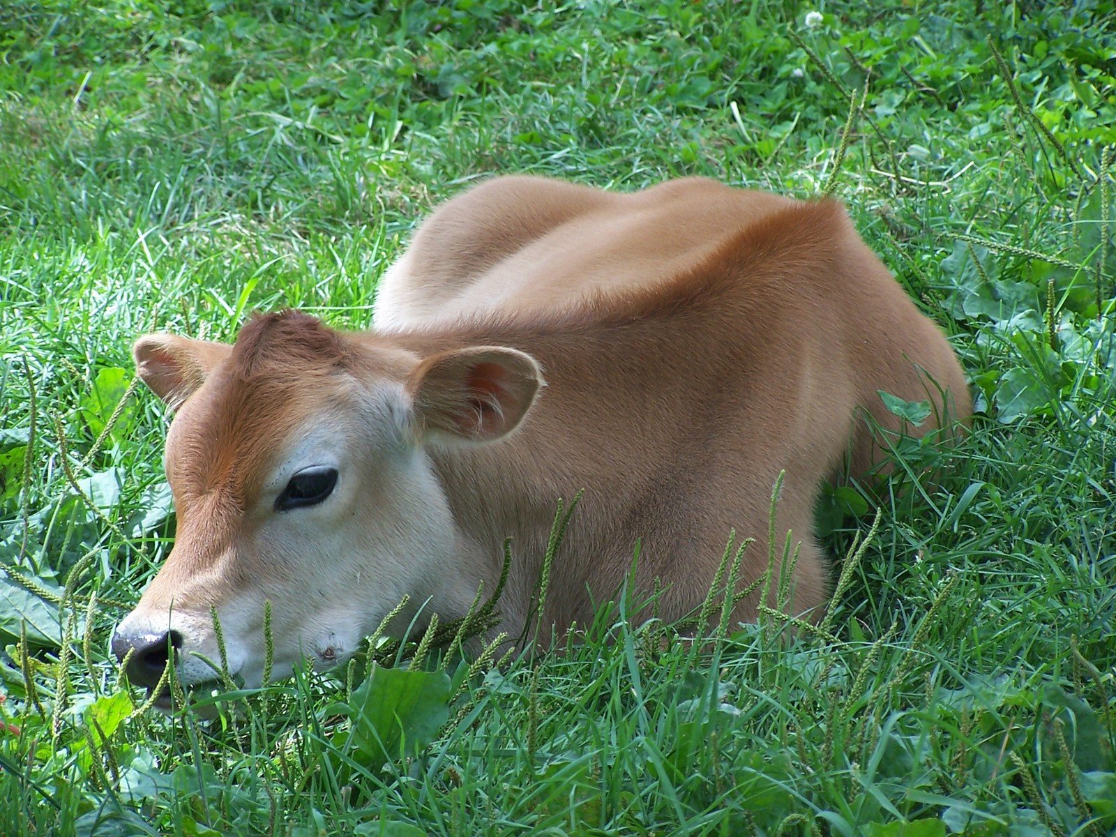 a cow laying in the grass outside by itself