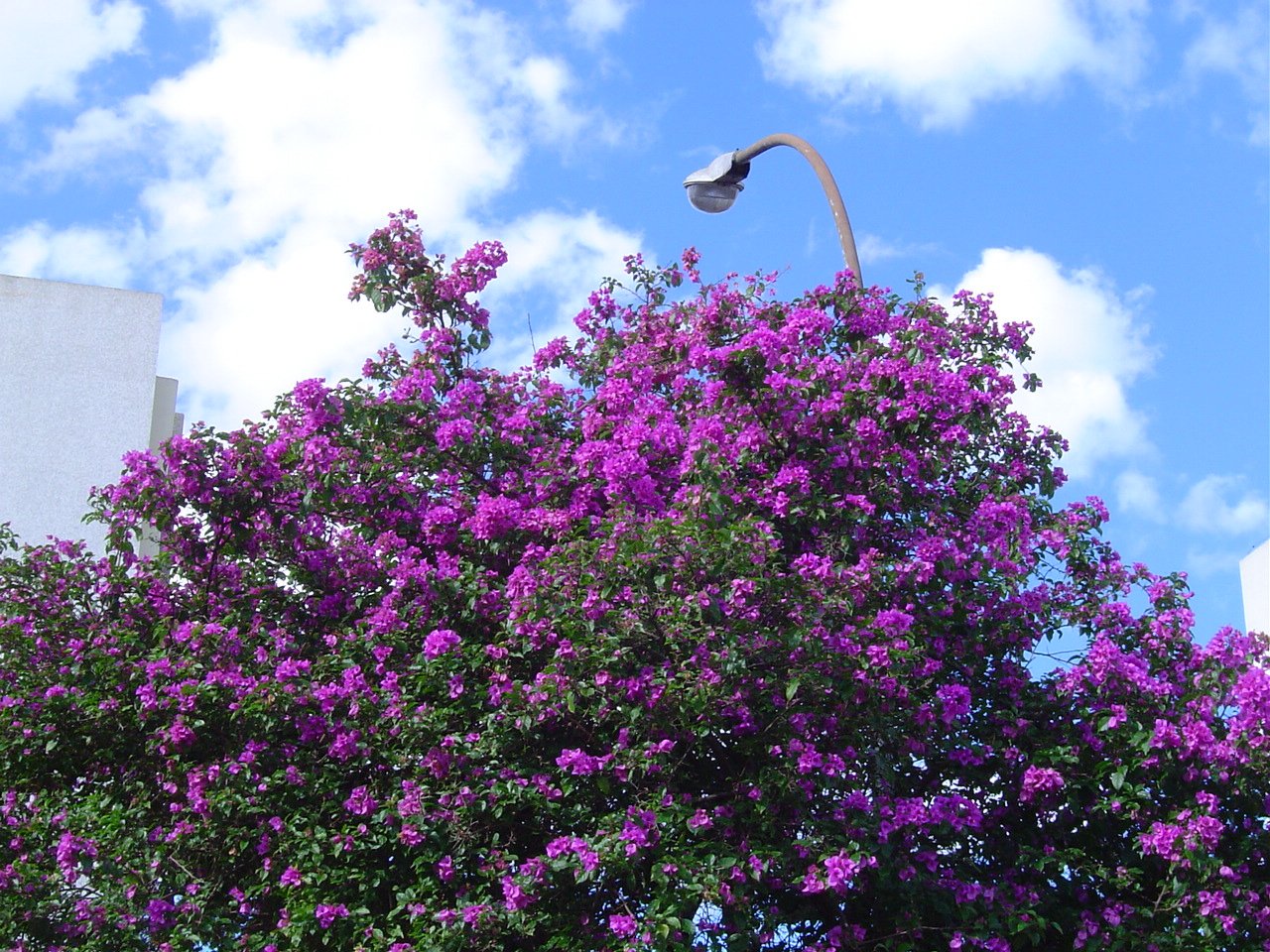 flowers are blooming on a tree by the building