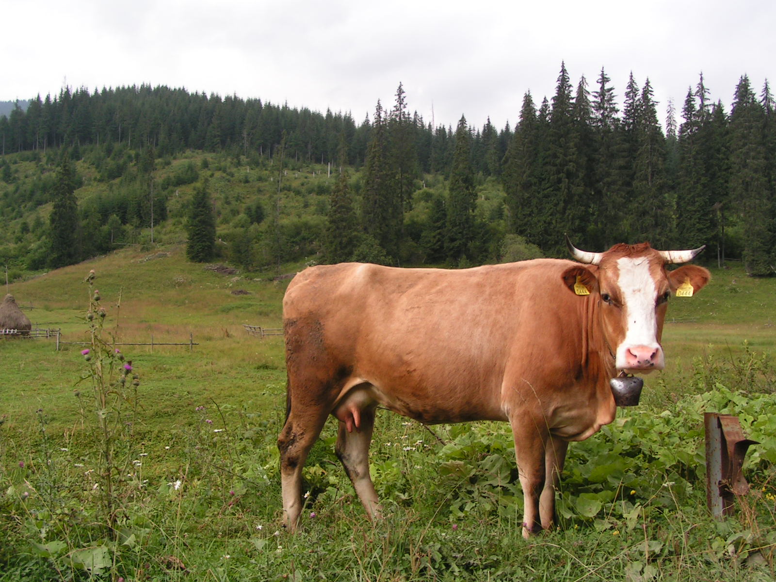 a brown and white cow standing on top of a lush green field