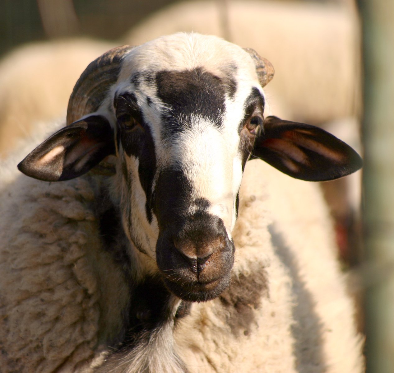 a closeup of the face of a sheep with other sheep in the background