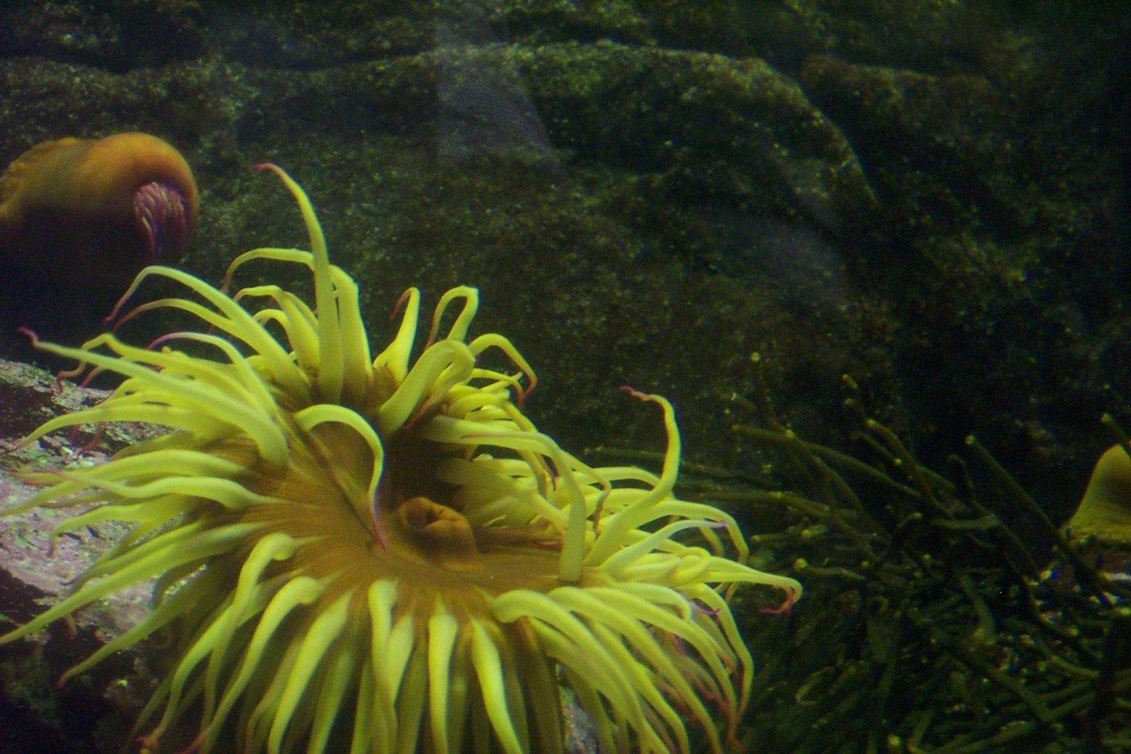an animal with yellow hair on its head near water