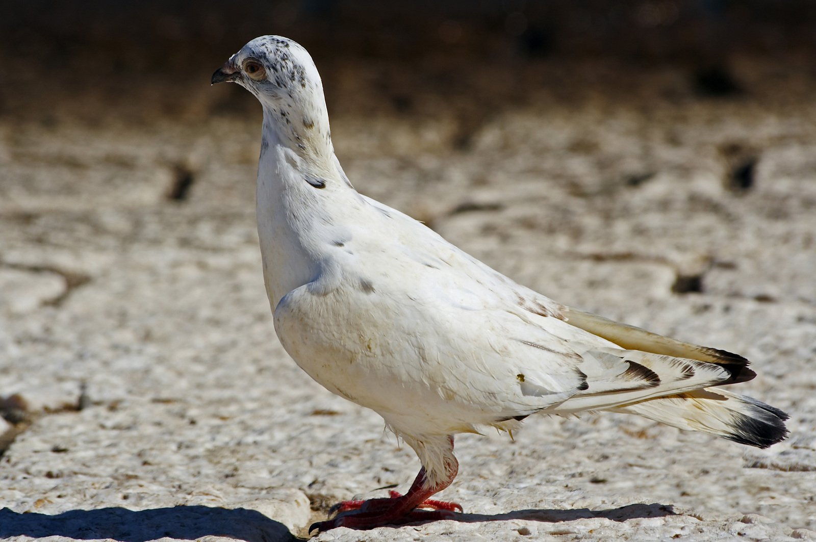 the bird is walking in the bare sand