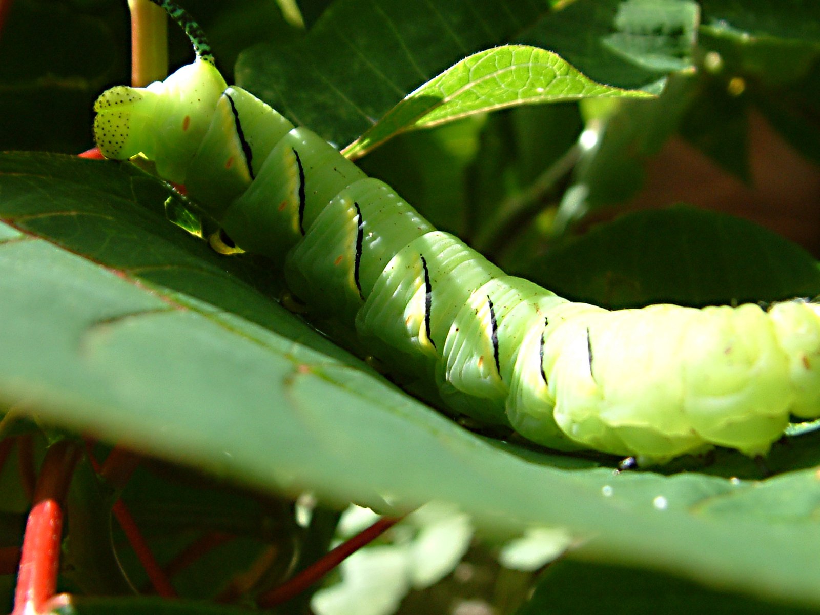 a large green caterpillar is crawling on leaves