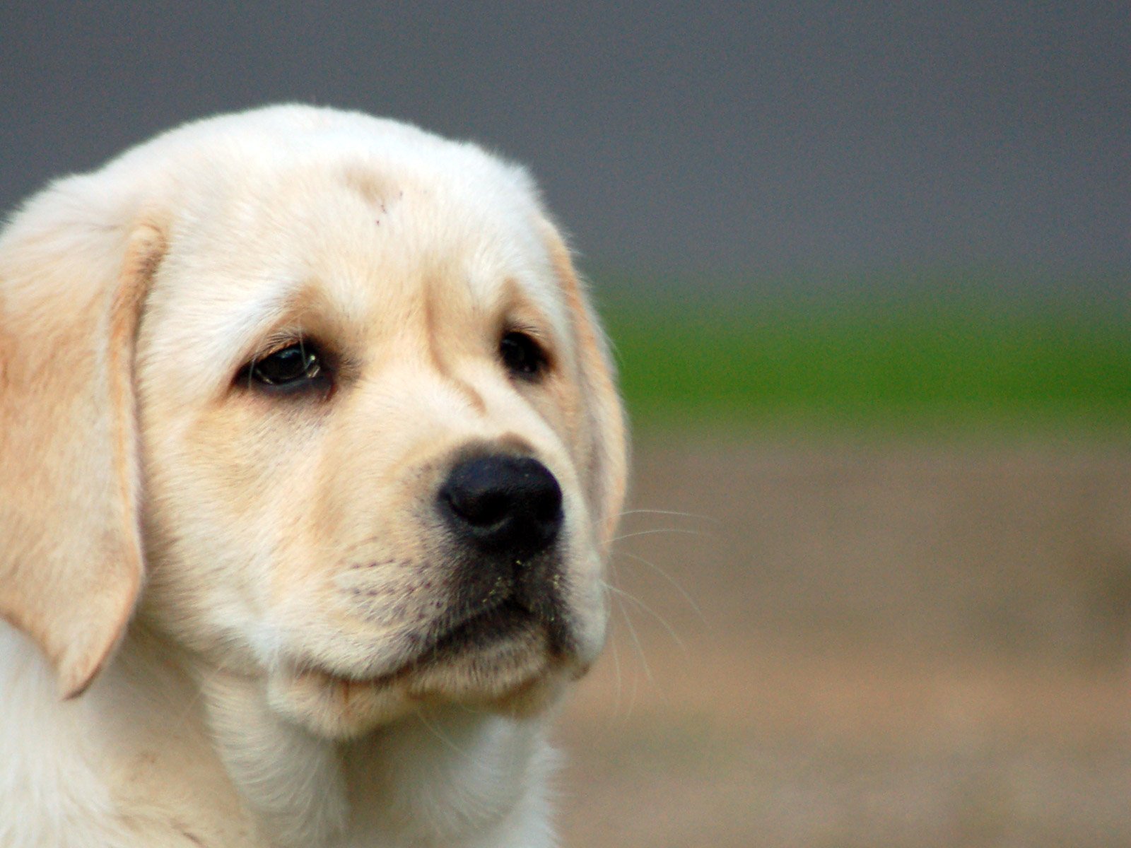 a yellow lab dog looks towards the camera