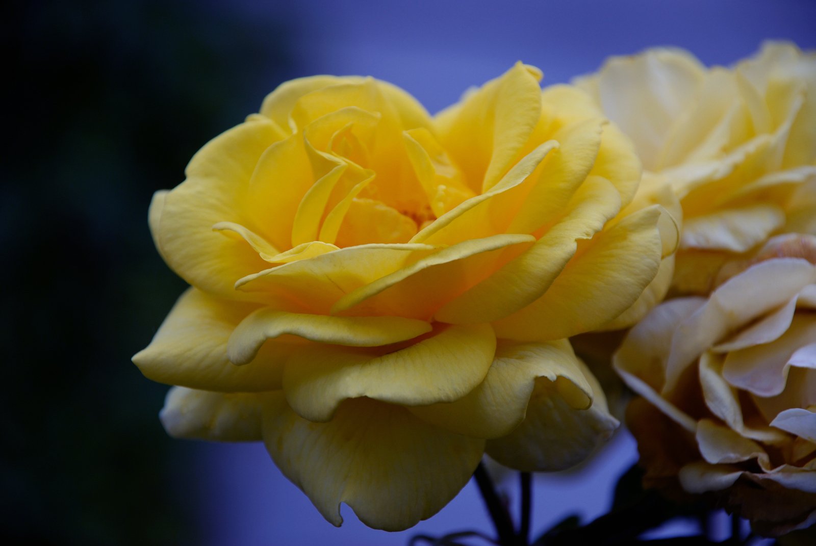 two yellow roses in a dark room