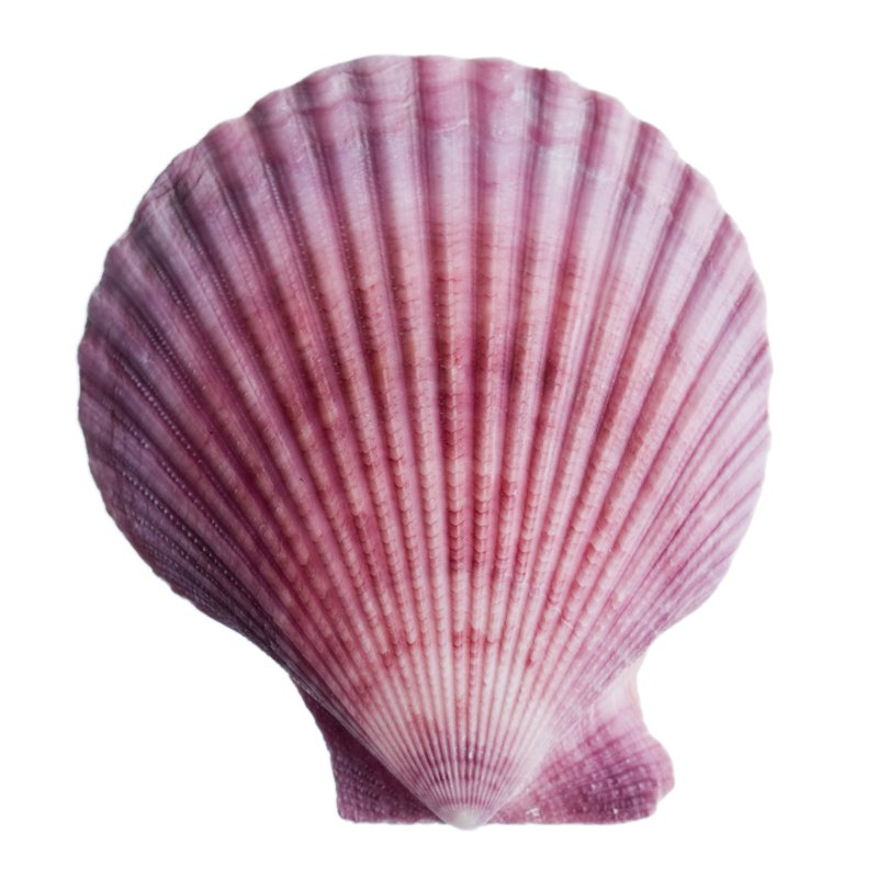 an image of the underside of a sea shell
