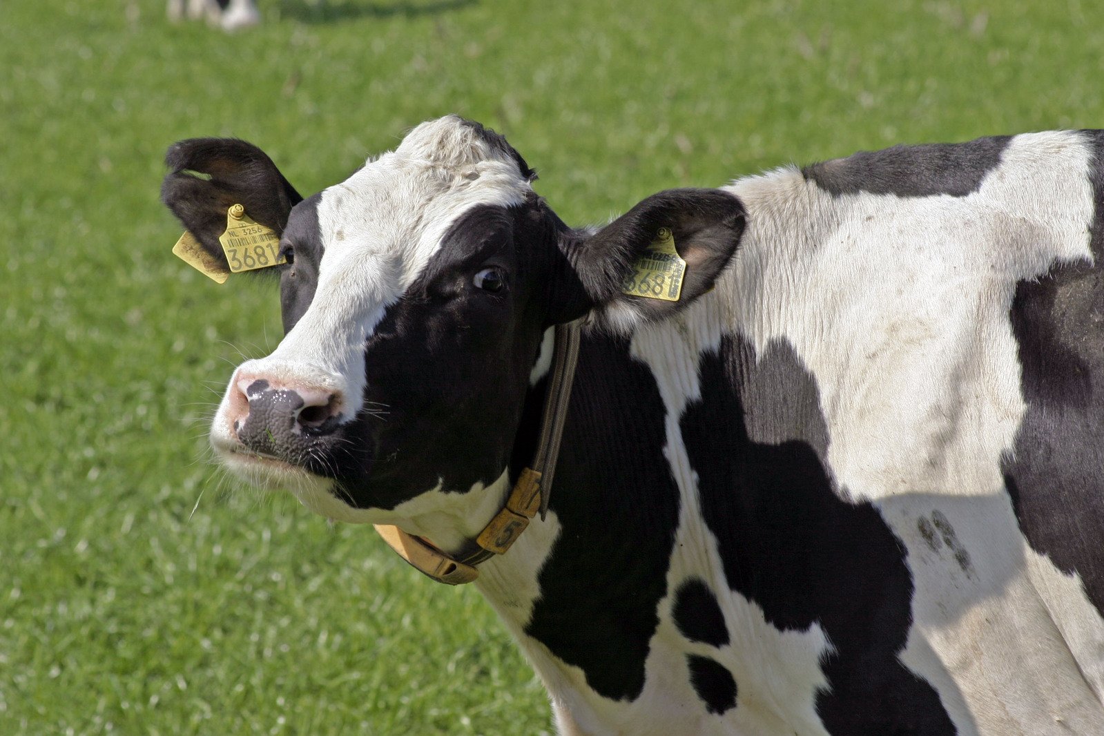 a brown and white cow looking at the camera