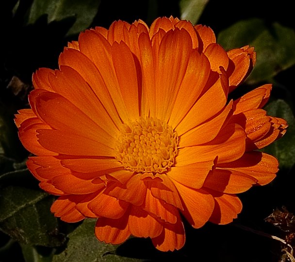 a large orange flower is blooming in the sun