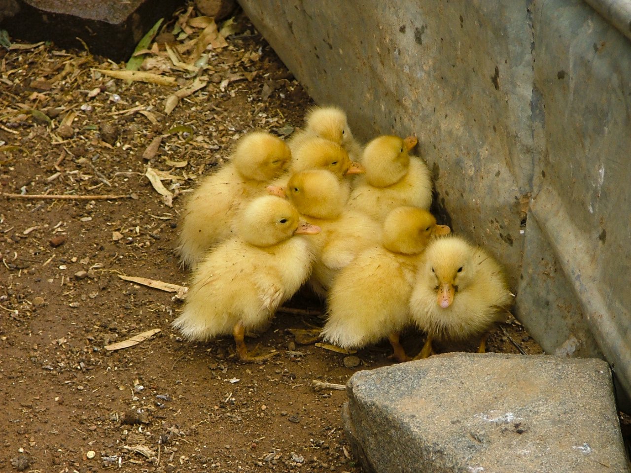 little yellow chickens sitting in the dirt next to a rock