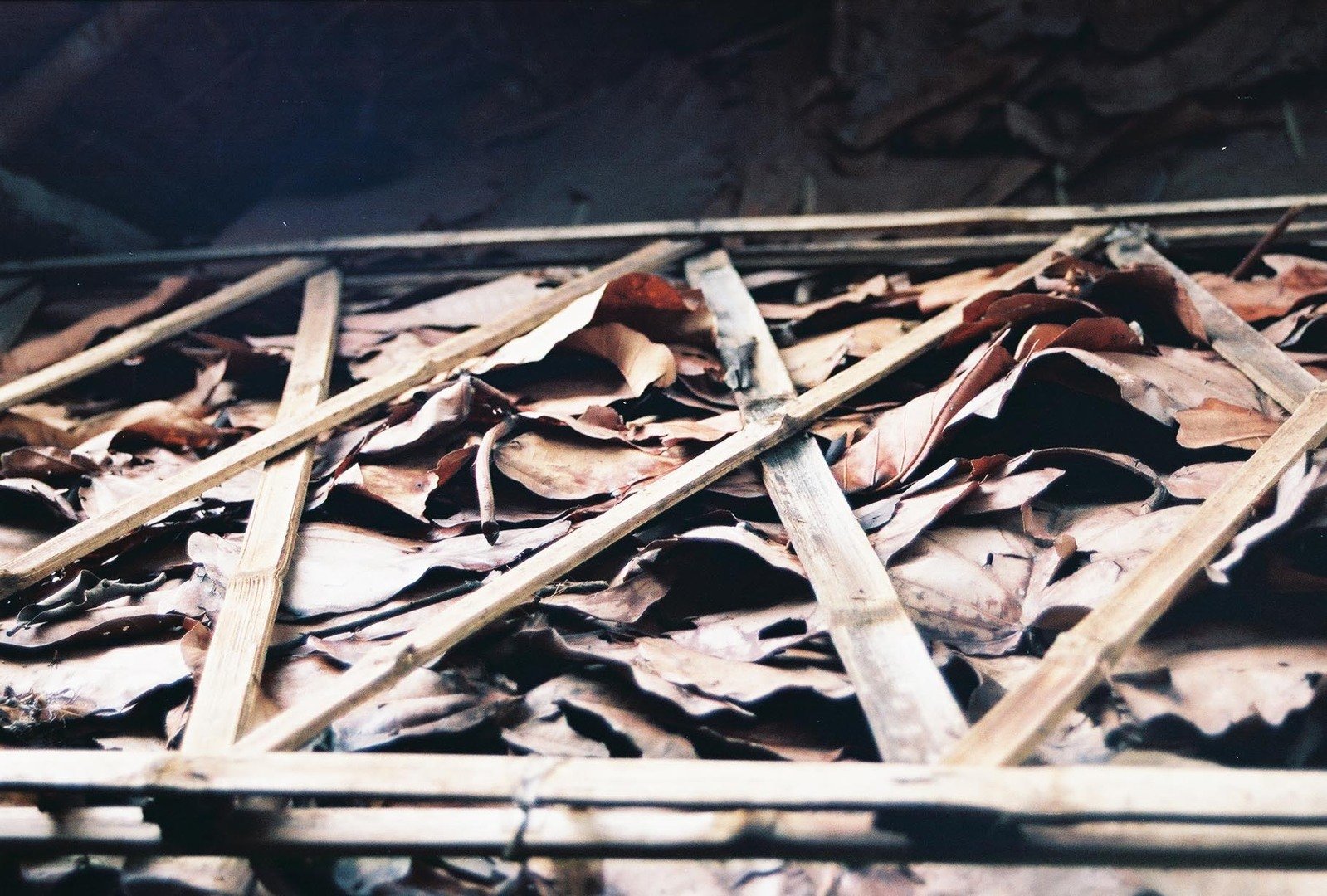 a pile of leaves sitting on top of each other