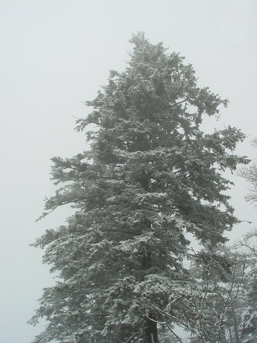 two snow boards stand near trees on a snowy day