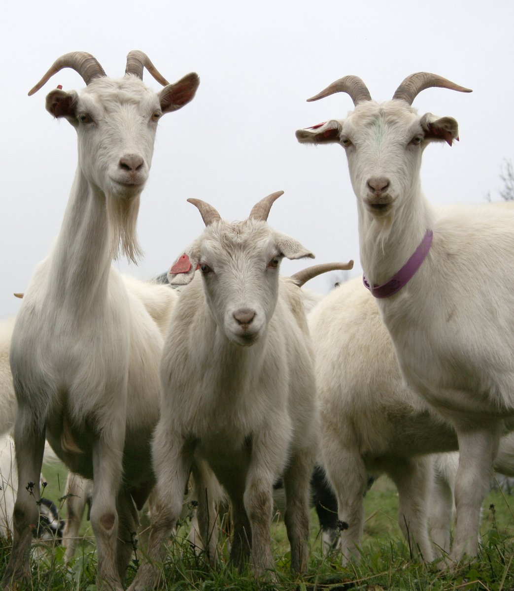 there are many goats standing on the grass