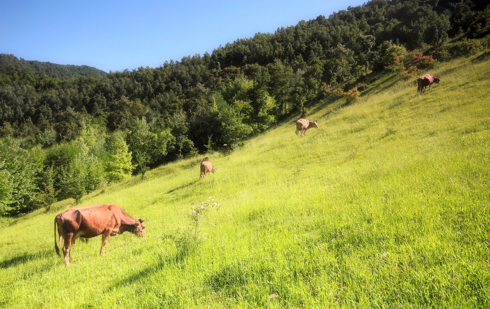 some cows graze on some very green grass