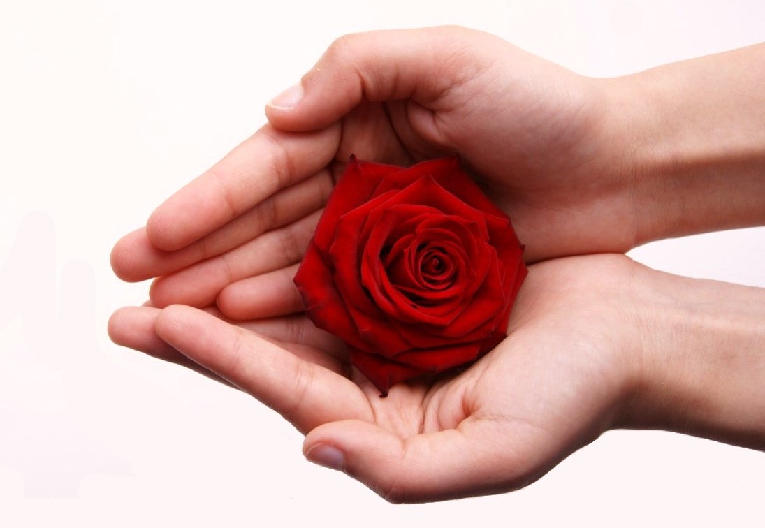 someone holds a small red rose in their hand