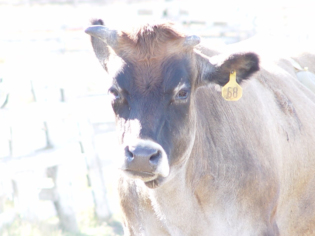 close up of a cow standing in grass next to a fence