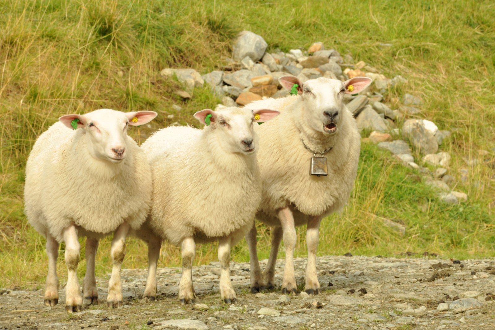 three sheep stand together on a dirt ground