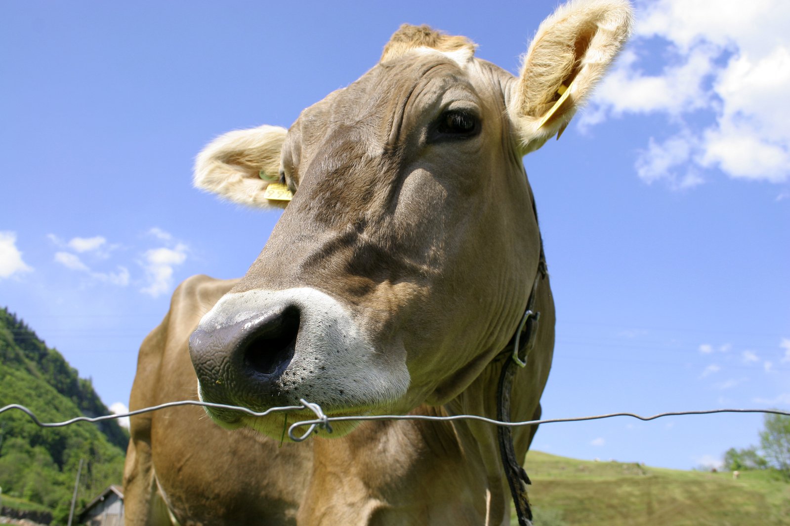 a brown cow standing behind a barbed wire fence