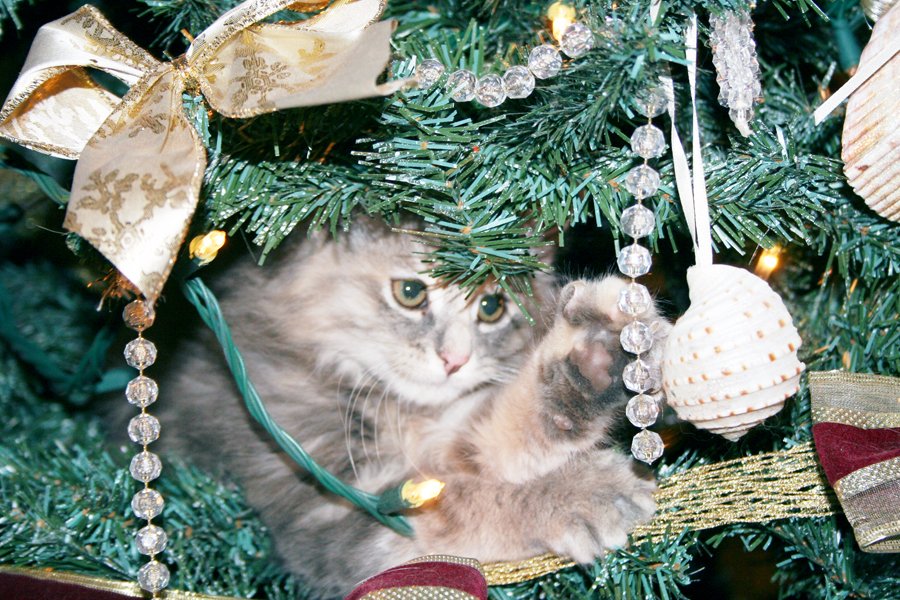 a cat in the middle of a christmas tree and ornaments hanging on its back
