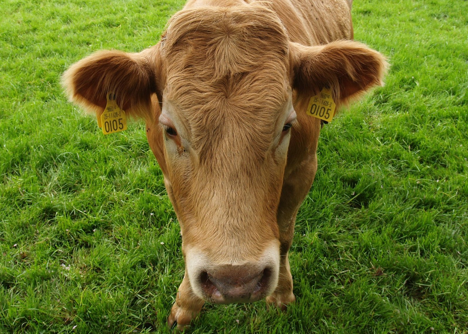 a brown cow looks down on the grass