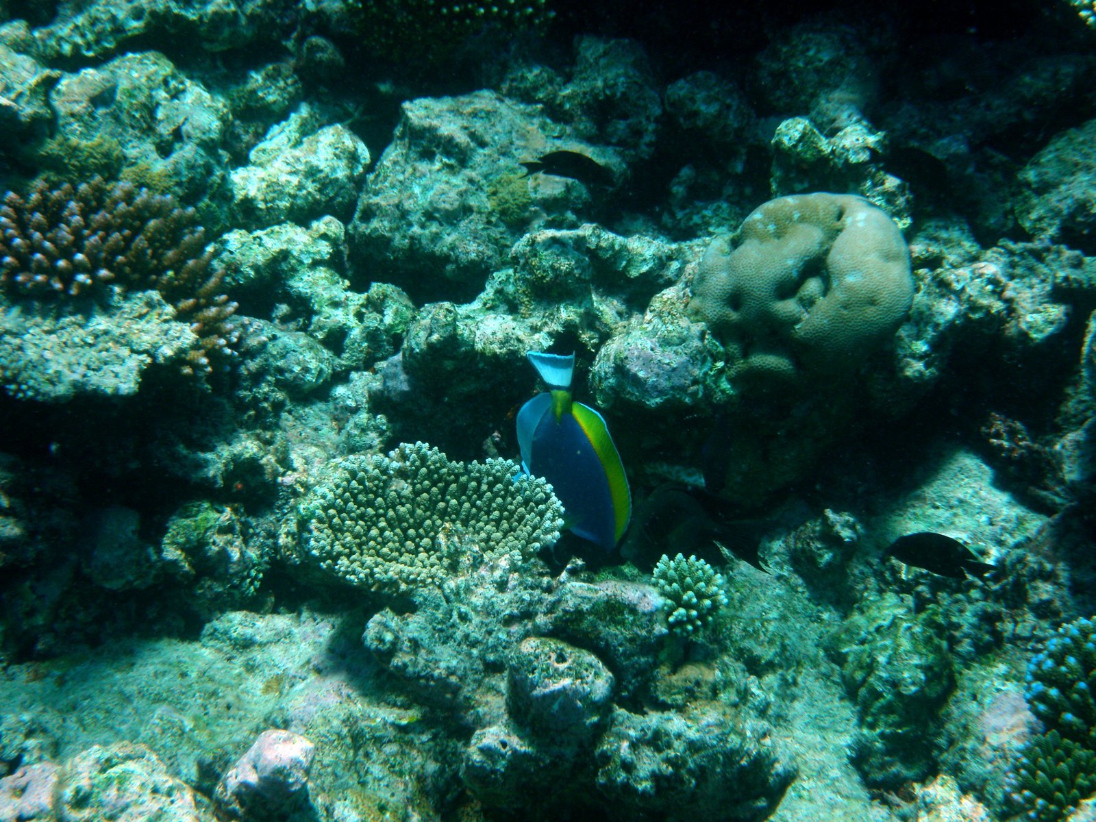 a fish swimming in an underwater red sea coral