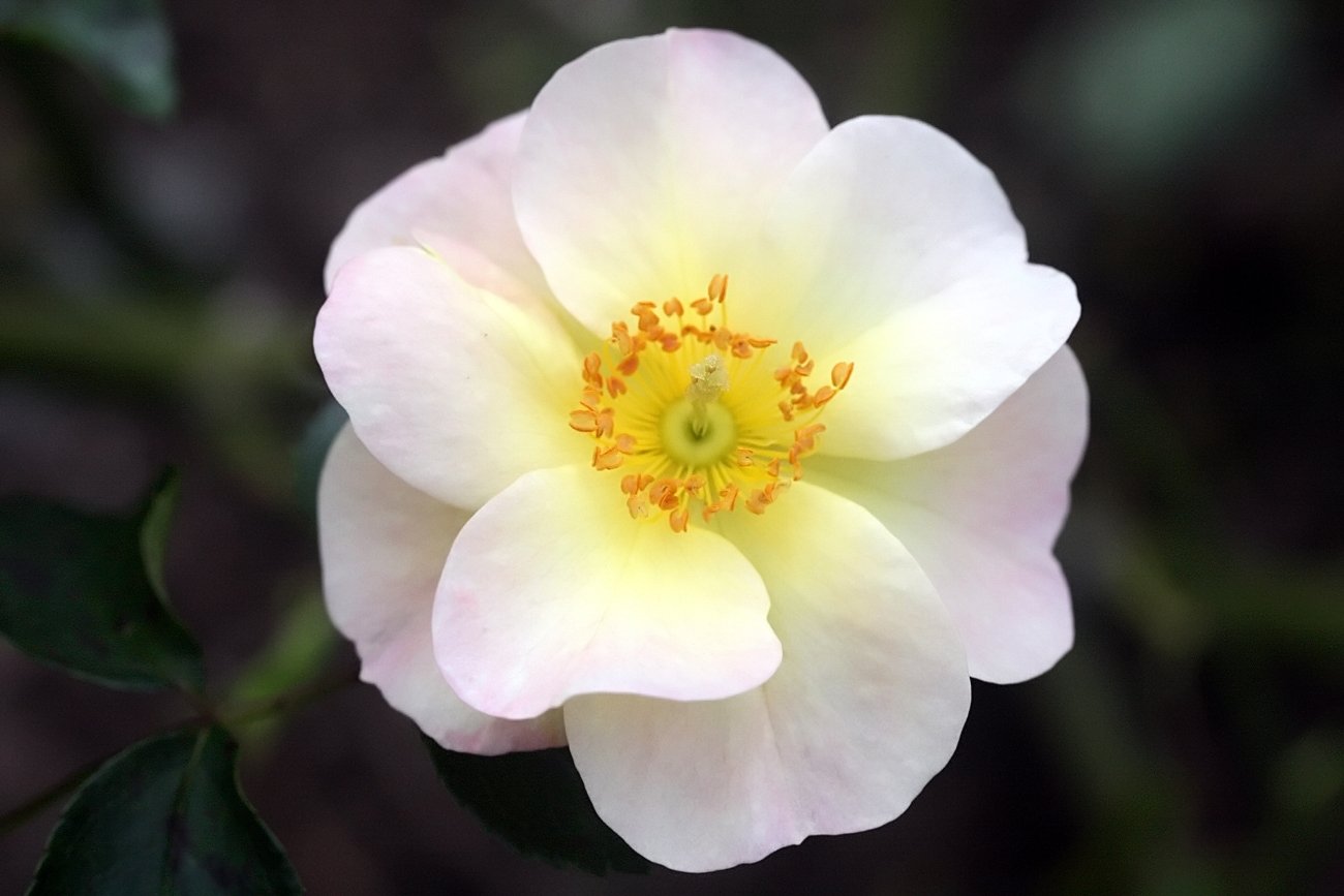a pink rose with yellow center sits on green leaves