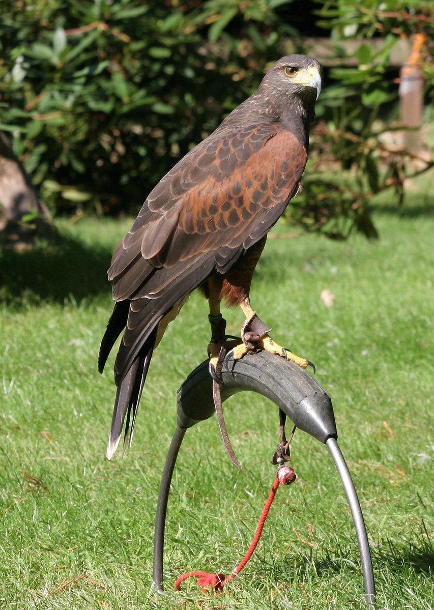 a bird is perched on top of a metal fork