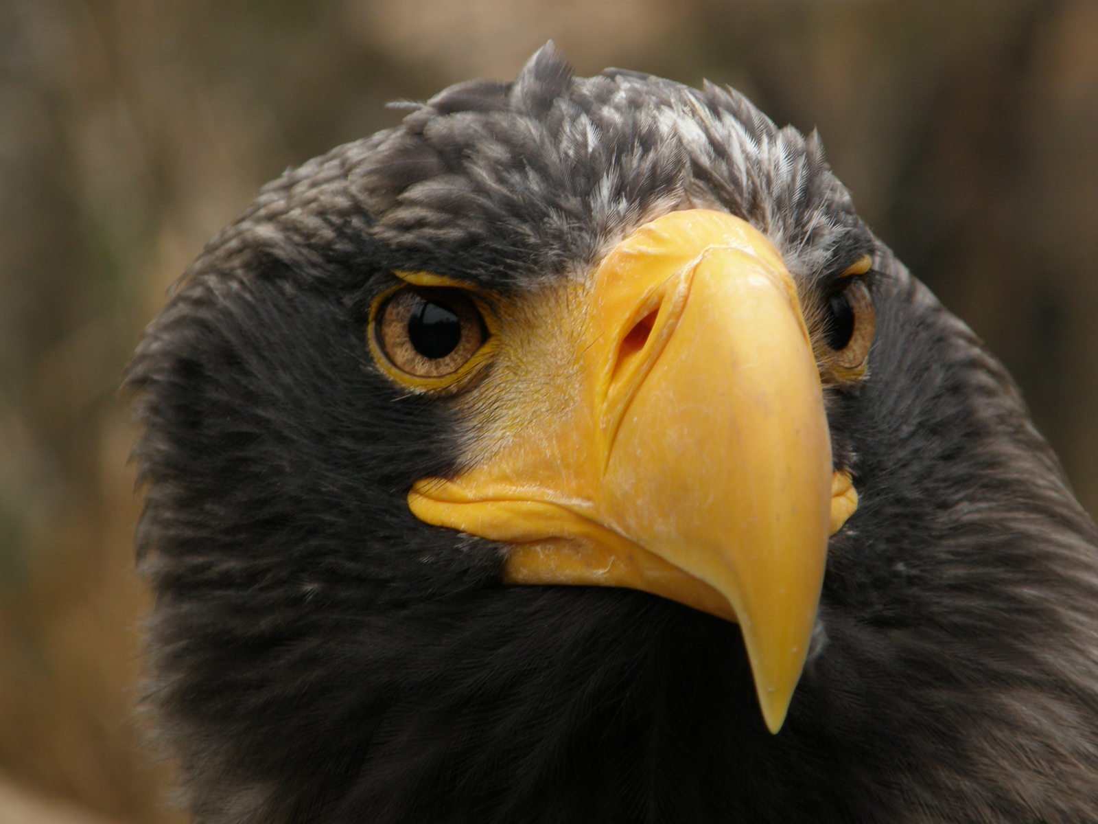 a large, black eagle's head with yellow eyes