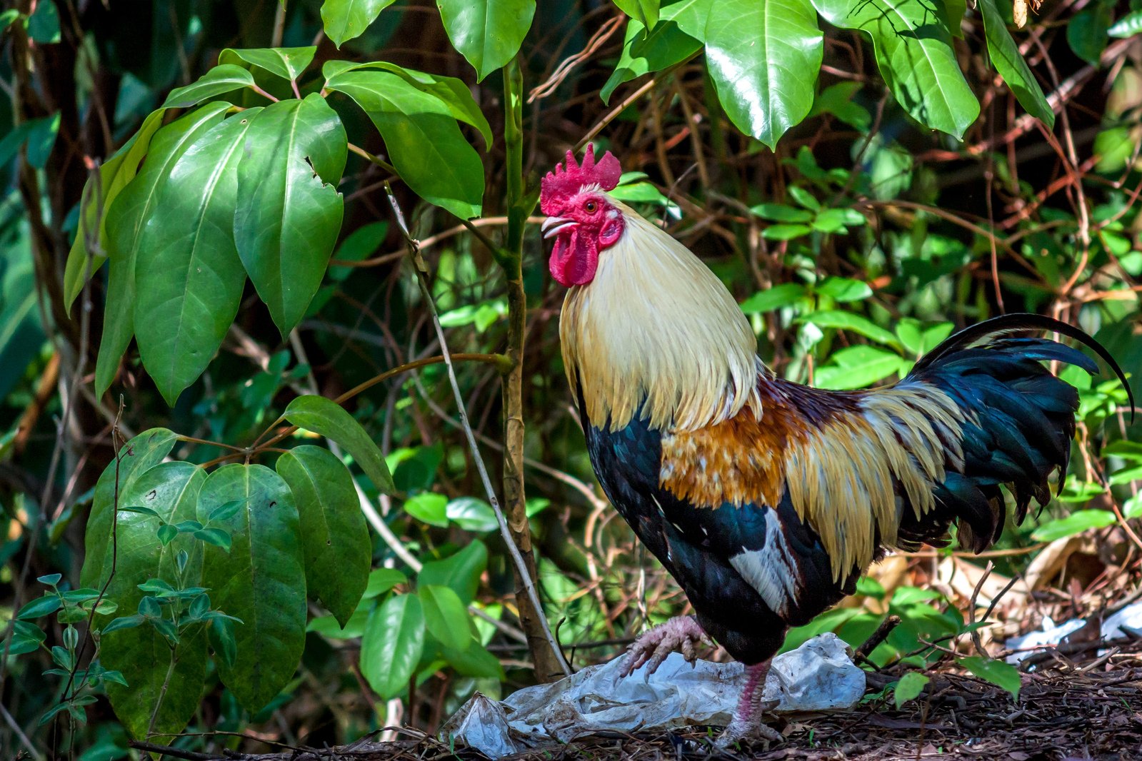 a rooster stands in the shade on a rock