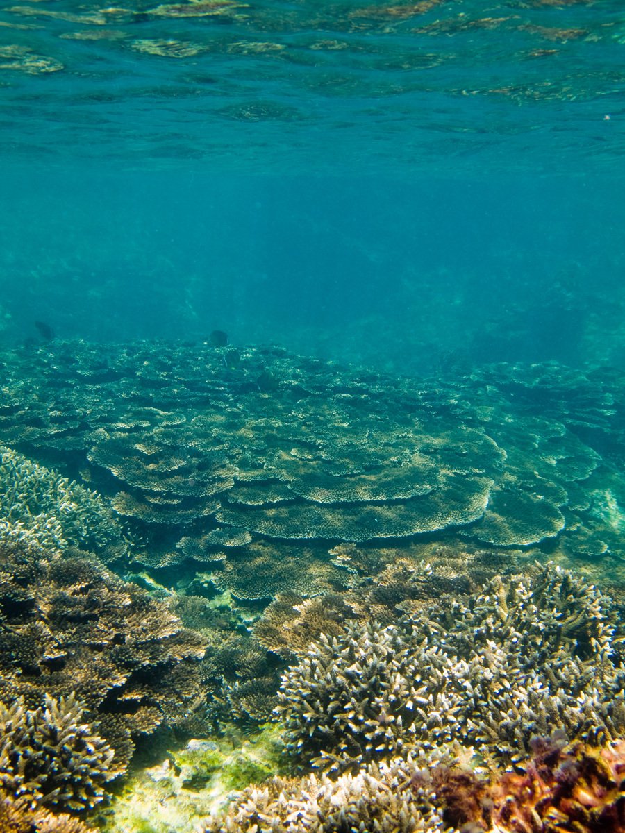 a couple of fish swimming above a sea