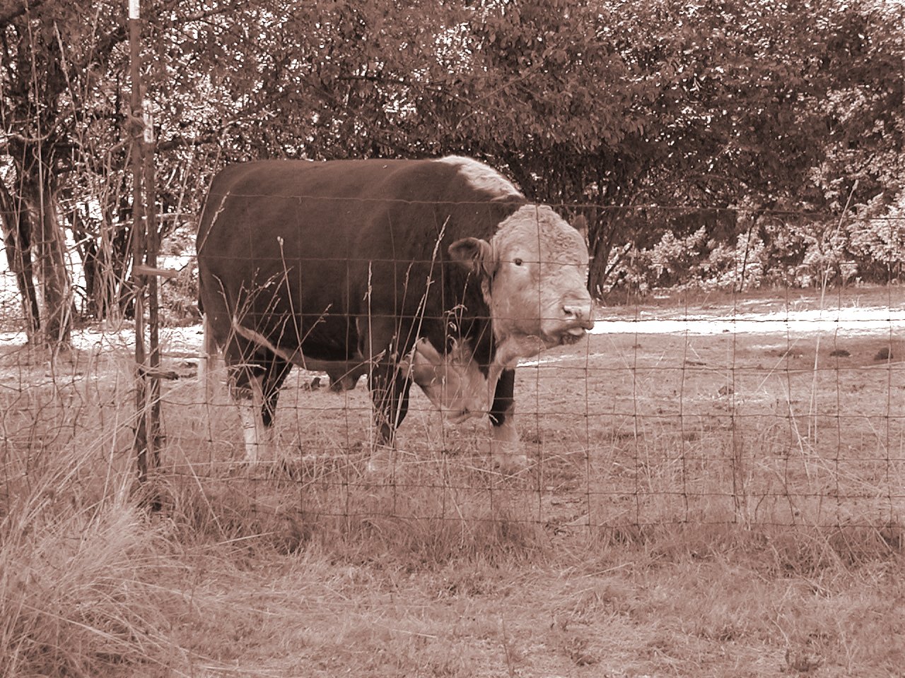 an animal standing in the grass behind a fence