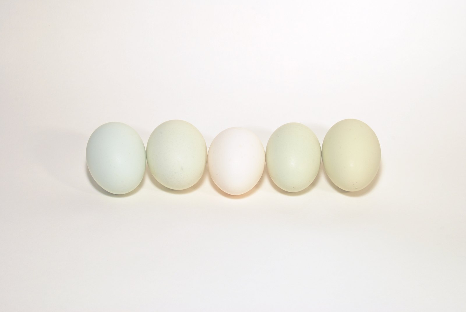 five eggs in a row against a white background
