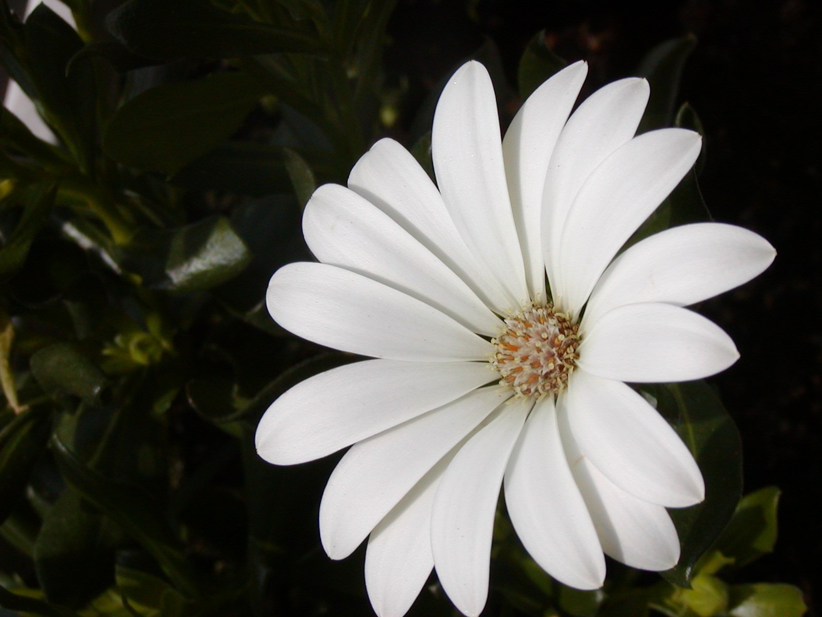 a white flower with brown center in a dark setting