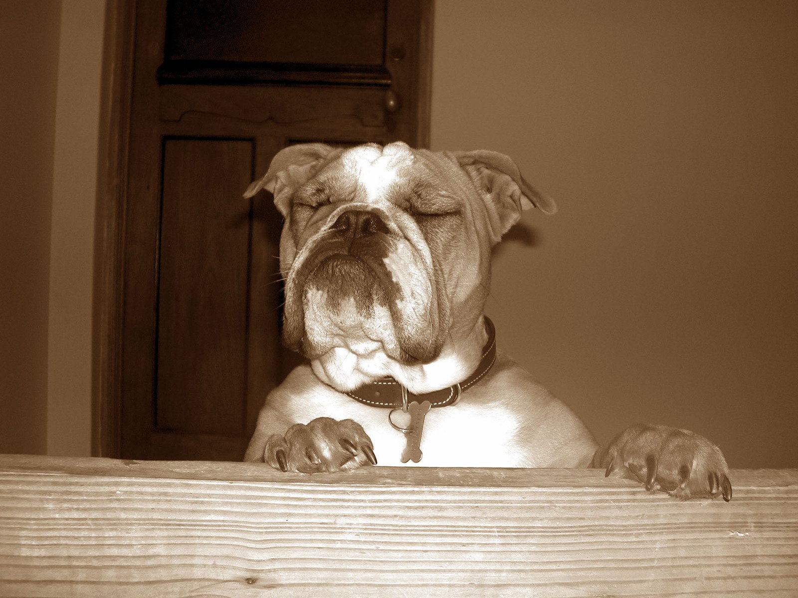a bulldog resting on a wooden fence staring out