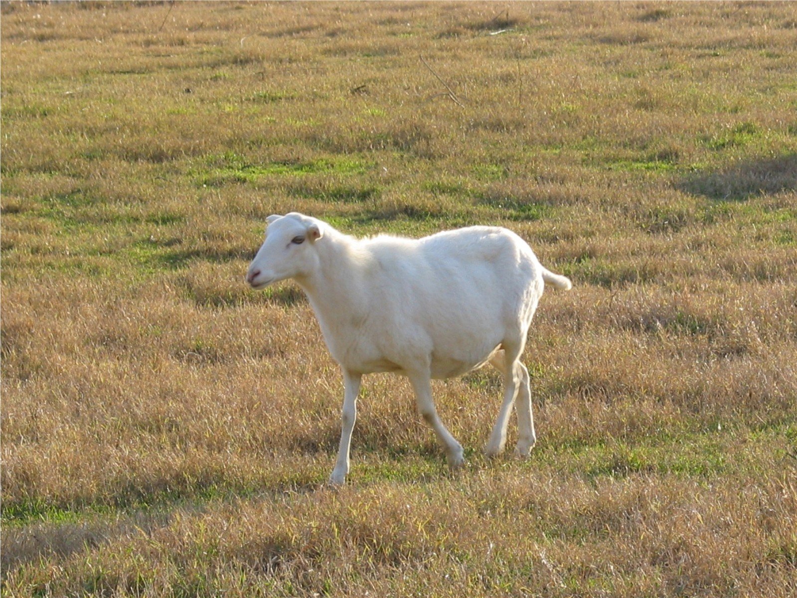 a white goat is walking through an empty field