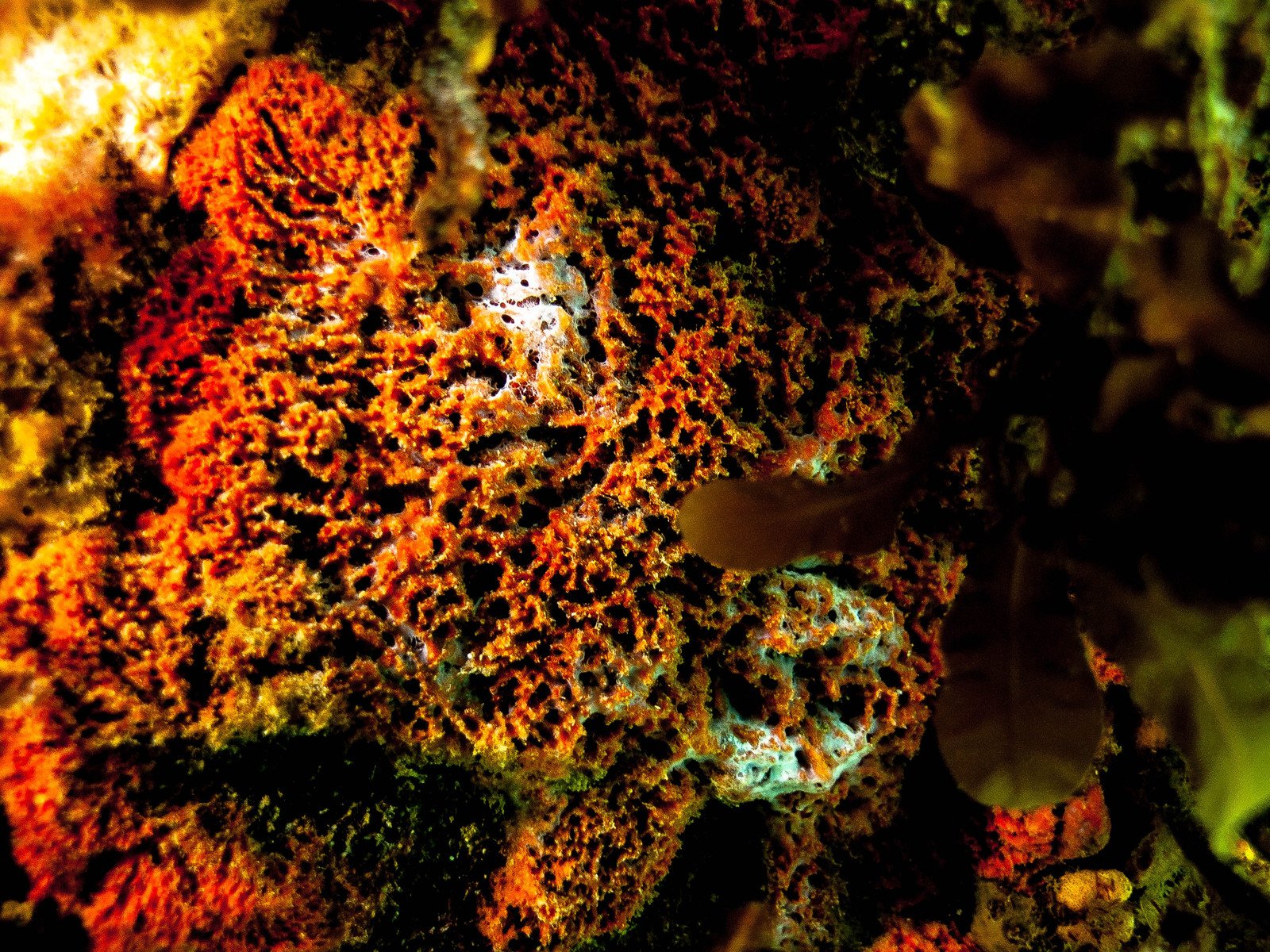 a bright red coral is shown at night
