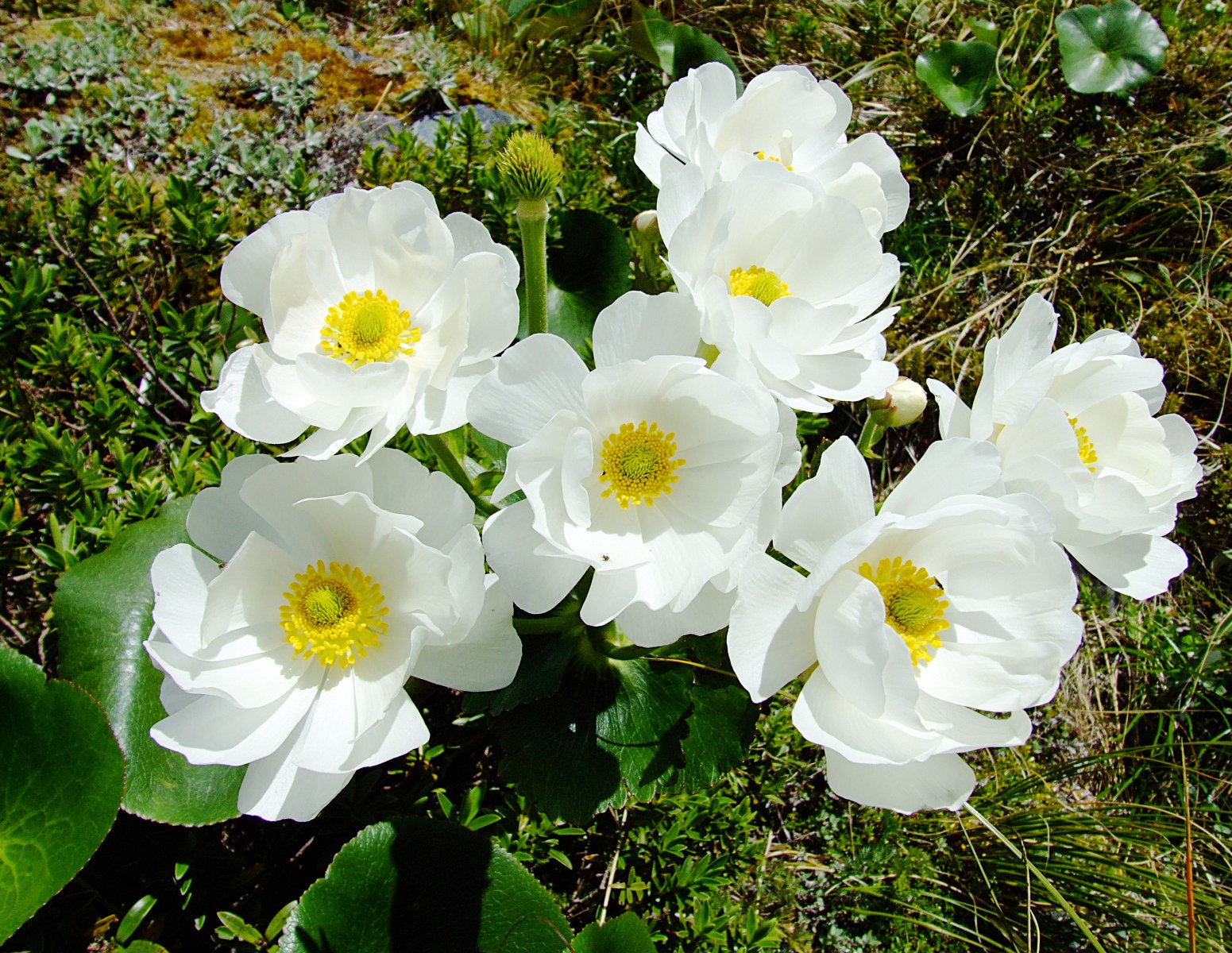 some flowers are white and yellow with their petals